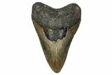 Serrated, Fossil Megalodon Tooth - North Carolina #336957-1